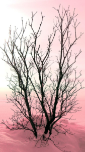 aesthetic iphone wallpaper