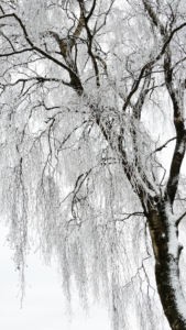 white aesthetic wallpaper