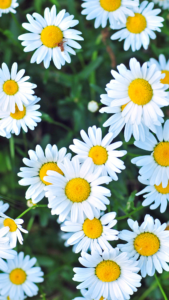 cottagecore backgrounds daisy