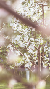 cottagecore backgrounds