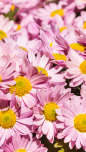 cottagecore backgrounds pink