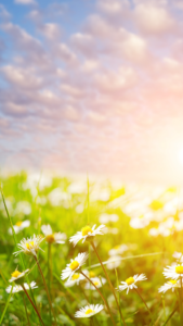 cottagecore backgrounds sunrisesunrise