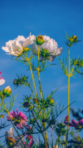 cottagecore backgrounds