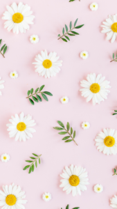 cottagecore backgrounds daisies