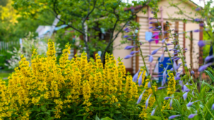 cottagecore backgrounds